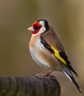 Goldfinch