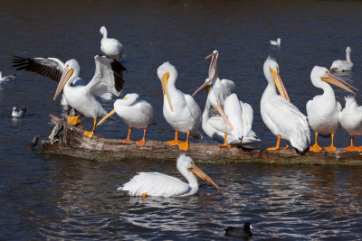 So many pelicans!