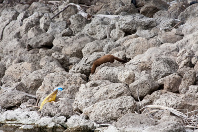 A rare mink sighting at Lake Ray Hubbard...