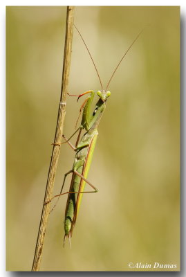 Mantes Religieuses - Praying Mantis