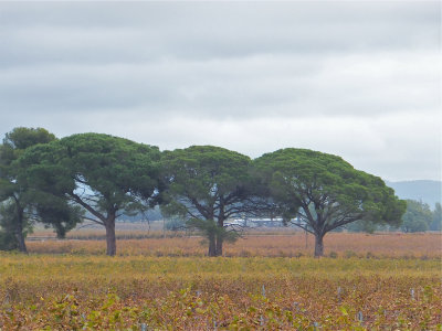 Autour des salins d'Hyères