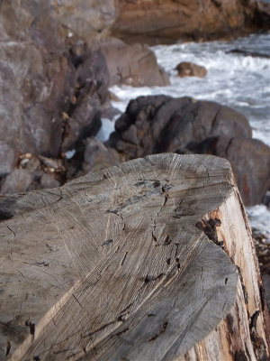 DSCF4311.jpg