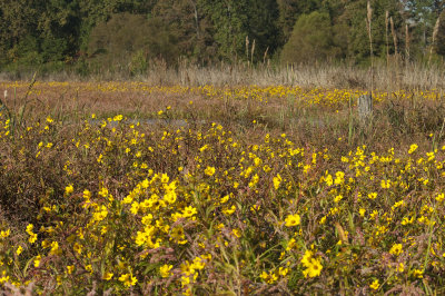 Marsh-flowers-21-Oct-2012-Saginaw-Shelby-Co.-AL-GDJ-0207.jpg
