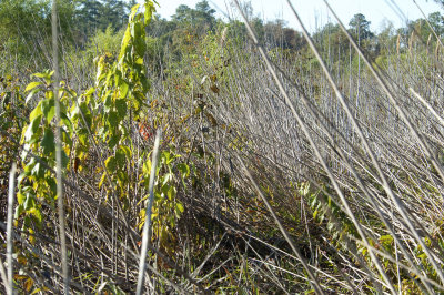 Marsh-path-21-Oct-2012-Saginaw-Shelby-Co.-AL-GDJ-0210.jpg