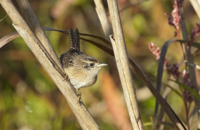 SEWR-21-Oct-2012-Saginaw-Shelby-Co.-AL-GDJ-0189.jpg