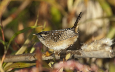 SEWR-21-Oct-2012-Saginaw-Shelby-Co.-AL-GDJ-0195.jpg