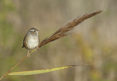SWSP-21-Oct-2012-Saginaw-Shelby-Co.-AL-GDJ-0169.jpg