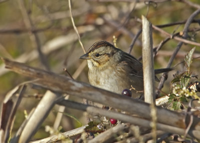 SWSP-21-Oct-2012-Saginaw-Shelby-Co.-AL-GDJ-0208.jpg