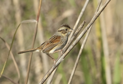 SWSP-21-Oct-2012-Saginaw-Shelby-Co.-AL-GDJ-0215.jpg