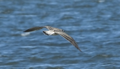 LBBG-1C-24-Nov-2012-Marshall-Co.-AL-GDJ-0298.jpg