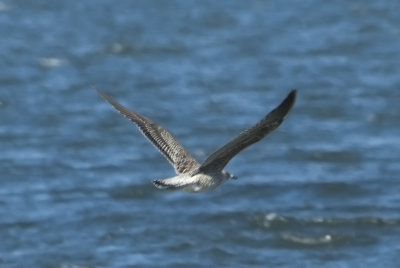 LBBG-1C-24-Nov-2012-Marshall-Co.-AL-GDJ-0299.jpg