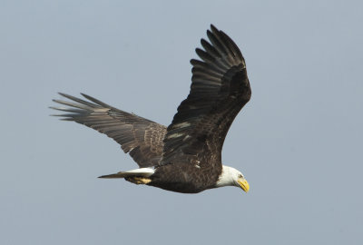 BAEA-ad.-flight-7-Dec-2012-Magnolia-Springs--Baldwin-Co.-AL-GDJ-0041.jpg