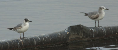 FRGU-1C-LAGU-1C-7-Dec-2012-Magnolia-Springs-Baldwin-Co.-AL-GDJ-0316.jpg