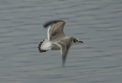 FRGU-1C-flight-7-Dec-2012-Magnolia-Springs-Baldwin-Co.-AL-GDJ-0309.jpg