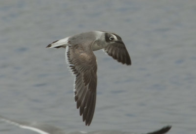 FRGU-1C-flight-7-Dec-2012-Magnolia-Springs-Baldwin-Co.-AL-GDJ-0311.jpg