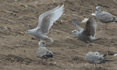 ICGU-1C-spread-wings-7-Dec-2012-Magnolia-Springs-Baldwin-Co.-AL-GDJ-0389.jpg