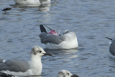 LAGU-ad.-pink-marked-tail-7-Dec-2012-Magnolia-Springs-Baldwin-Co.-AL-GDJ-0019.jpg