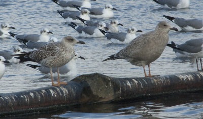 LBBG-1C-No. 2-7-Dec-2012-Magnolia-Springs-Baldwin-Co.-AL-GDJ-0007.jpg
