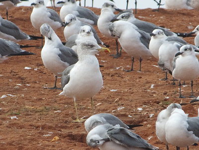 LBBG-ad.-7-Dec-2012-Magnolia-Springs-Baldwin-Co.-AL-GDJ-0348.jpg