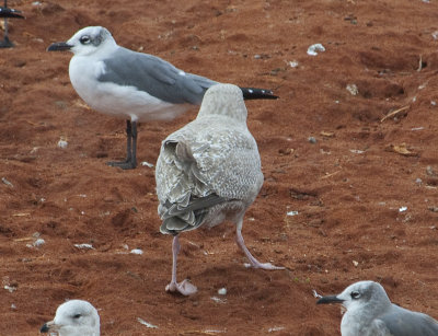 Nelson's-Gull-1C-rear-view-7-Dec-2012-Magnolia-Springs-Baldwin-Co.-AL-GDJ-0368.jpg
