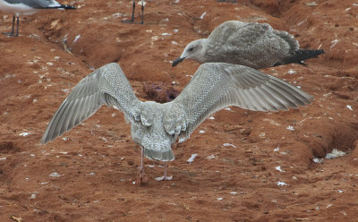 Nelson's-Gull-1C-spread-wings-dorsal-7-Dec-2012-Magnolia-Springs-Baldwin-Co.-AL-GDJ-0373.jpg
