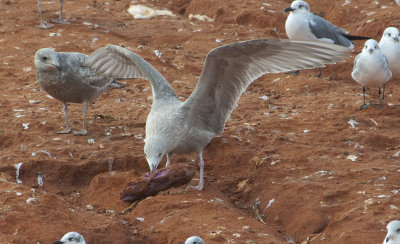Nelson's-Gull-1C-spread-wings-ventral-7-Dec-2012-Magnolia-Springs-Baldwin-Co.-AL-GDJ-0358.jpg