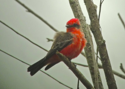 VEFL-ad.-male-9-Dec-2012-E-of-Daphne-Baldwin-Co.-AL-GDJ-1020057.jpg