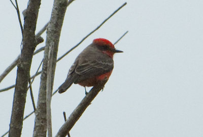 VEFL-ad.-male-9-Dec-2012-E-of-Daphne-Baldwin-Co.-AL-GDJ-5.jpg