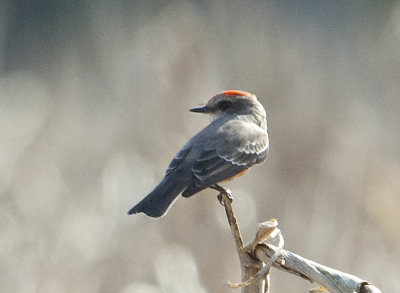 VEFL-imm.-male-9-Dec-2012-SE-of-Magnolia-Springs-Baldwin-Co.-AL-GDJ.jpg