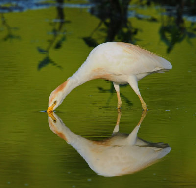 Cattle Egret