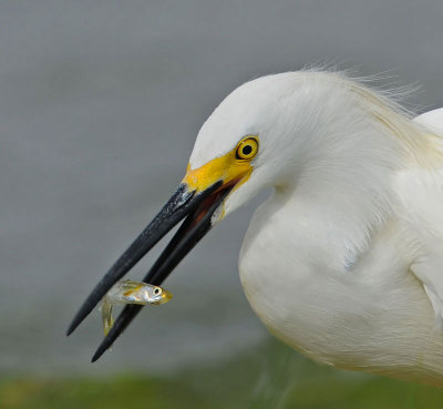 Snowy Egret