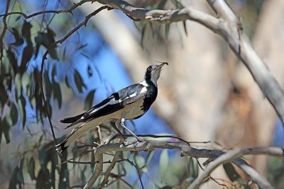 Magpie Lark (Grallina cyanoleuca) -- female