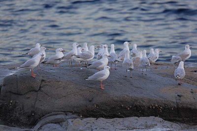 Silver Gulls (Chroicocephalus novahollandiae)