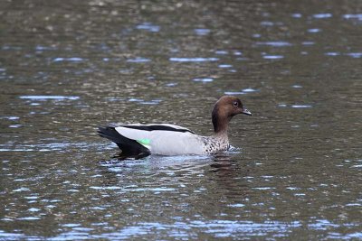 Australian Wood Duck (Chenonetta jubata) -- male