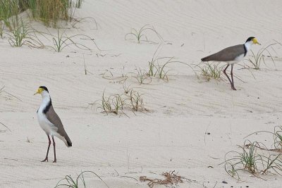Masked Lapwings (Vanellus miles)