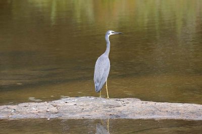 White-faced Heron (Egretta novahollandiae)