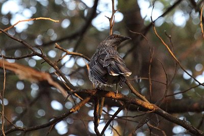 Little Wattlebird (Anthochaera chrysoptera)