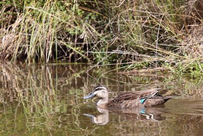 Pacific Black Duck (Anas superciliosa)