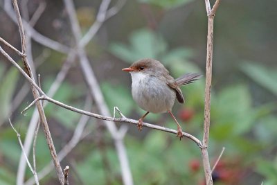 Superb Blue Wren (Malurus cyaneus) -- female