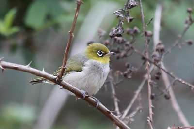 Silvereye (Zosterops lateralis)