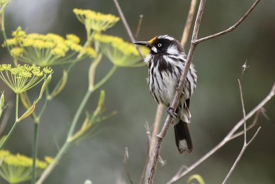 New Holland Honeyeater (Phylidonyris navaehollandiae)