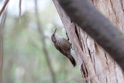 White-throated Treecreeper (Cormobates leucophaea) -- female