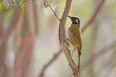 White-eared Honeyeater (Lichenostomus leucotis)