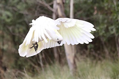 Sulphur-crested Cockatoo (Cacatua galerita)