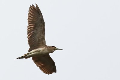 Nankeen Hight Heron (Nycticorax caledonicus)