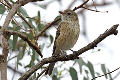 Rufous Whistler (Pachycephala rufiventris)