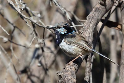 Superb Blue Wren (Malurus cyaneus) -- immature male