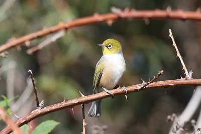 Silvereye (Zosterops lateralis)