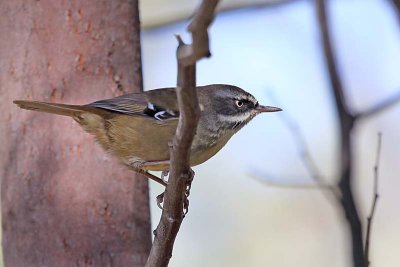 White-browed Scrubwren (Sericornis frontalis)