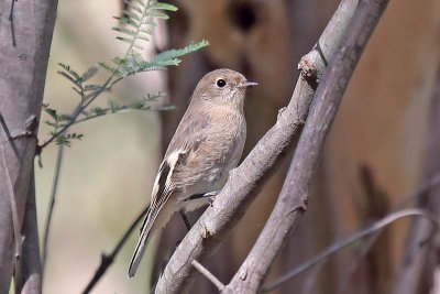 Flame Robin (Petroica phoenicea) -- female